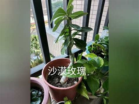 東邊陽台植物